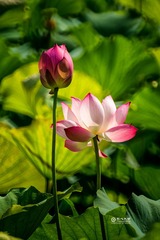 4DSC07924