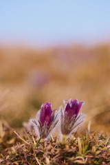 _DSC36222