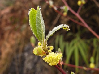 春芽