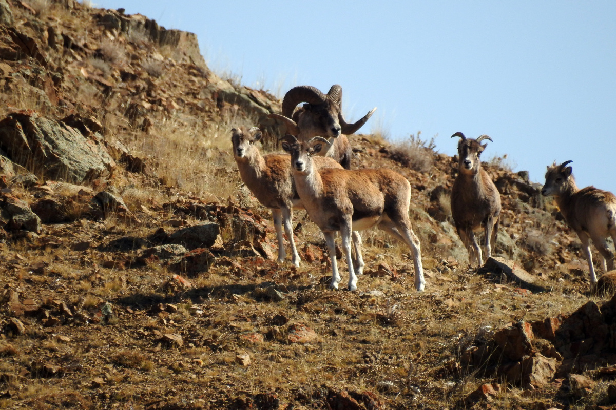 新疆博州盘羊种群在增大