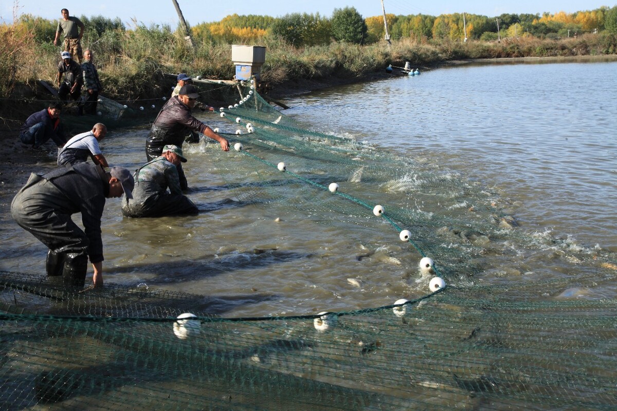 池塘海参养殖技术,三文鱼养殖池塘选址和养殖方式决定成功与否