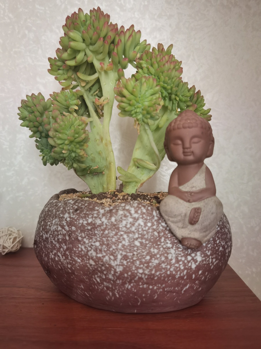 意坐莲花心菩提