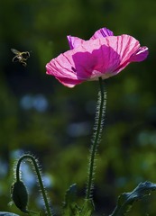 蜂恋花