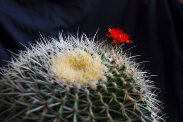 头戴一枝花