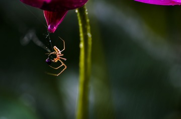DSC_4739a