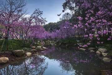 花开花落