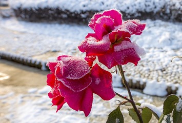 冰雪玫瑰