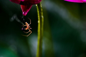 DSC_4739a