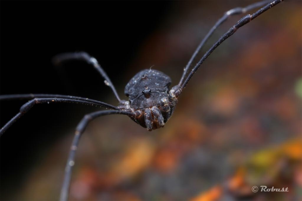 垂垂老矣的盲蛛