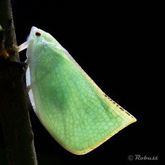 碧蛾蜡蝉