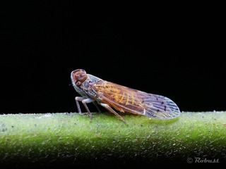 袖蜡蝉