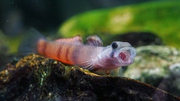 黄瓜环带虾虎