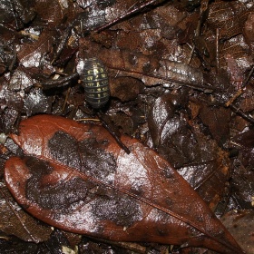上辈子是个猹标为中国昆虫微观世界的图博 - 上辈子是个猹 - 图虫摄影