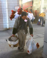 土鸡进城5