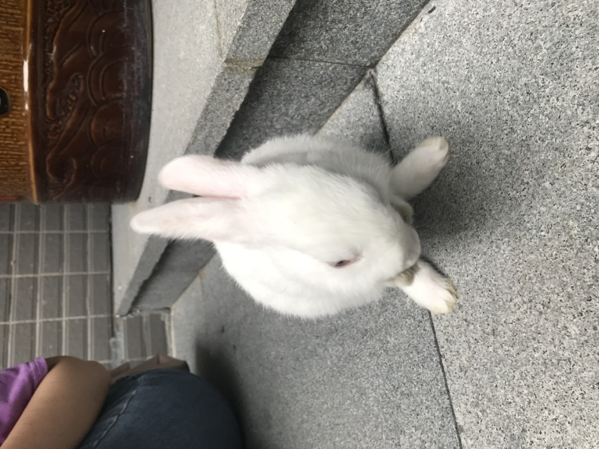 宠物兔每天喂食多少合理,幼兔每天喂一把狗粮或苜蓿叶子