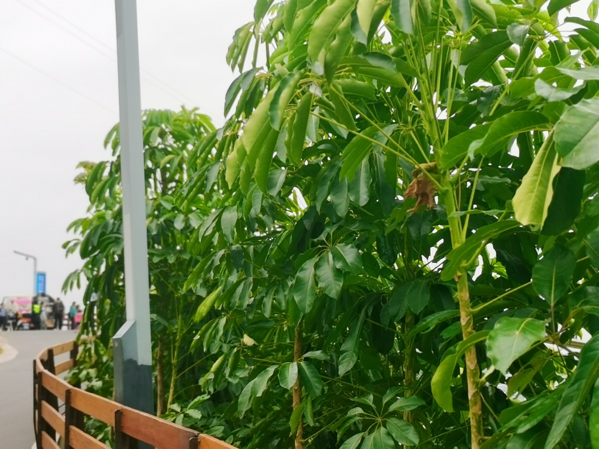 非洲楝别名乌檀木