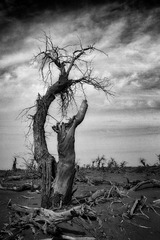 IMG_1841H