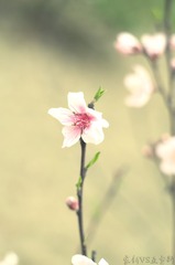 IMGP5402 拷贝