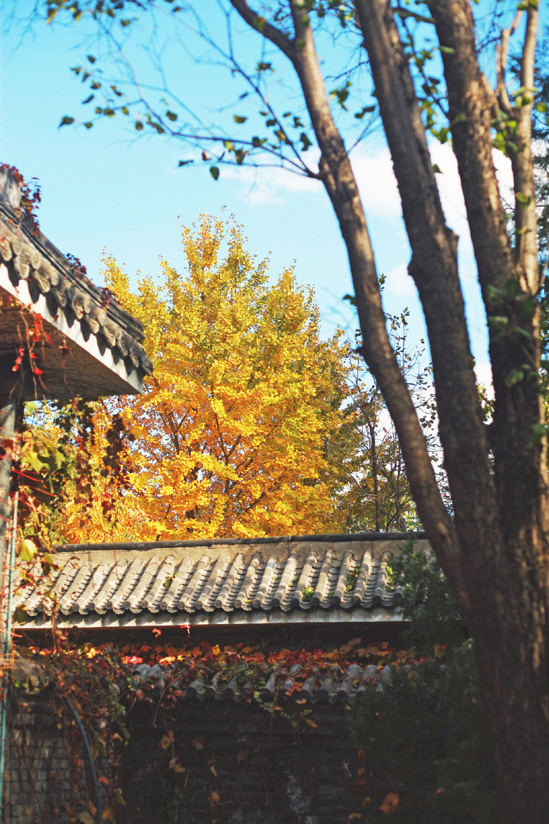 银杏树在午后的庭院里