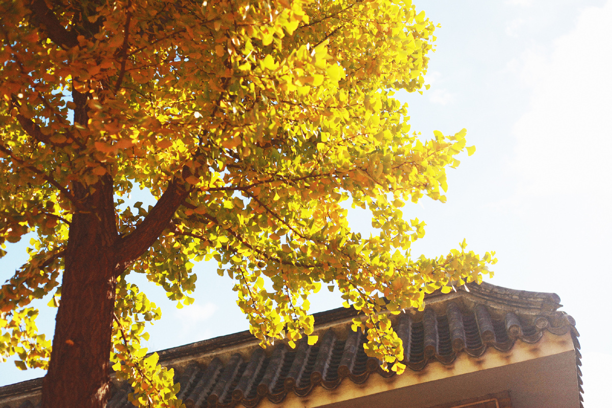 银杏树在午后的庭院里