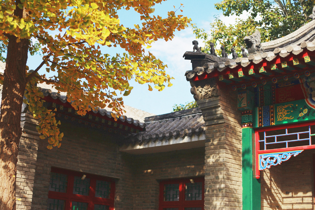 银杏树在午后的庭院里