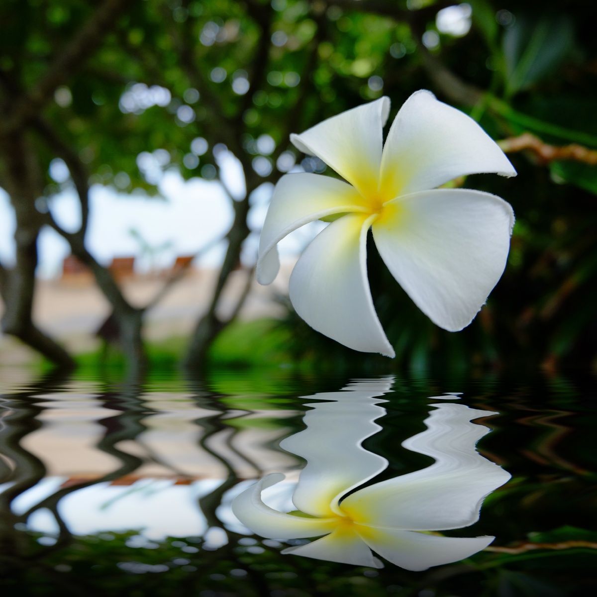 去年夏天泰国海边拍摄的鸡蛋花不及阁大学士关注