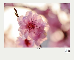 Optional(