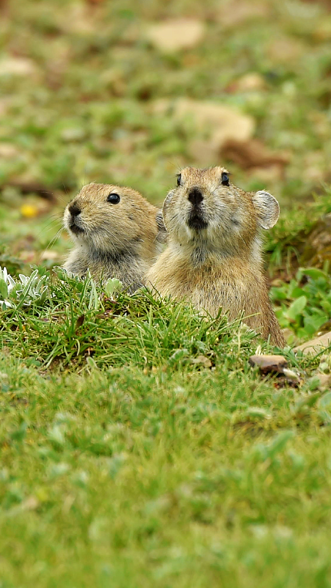 《好奇》 - 生态摄影师杨旭东 - 图虫