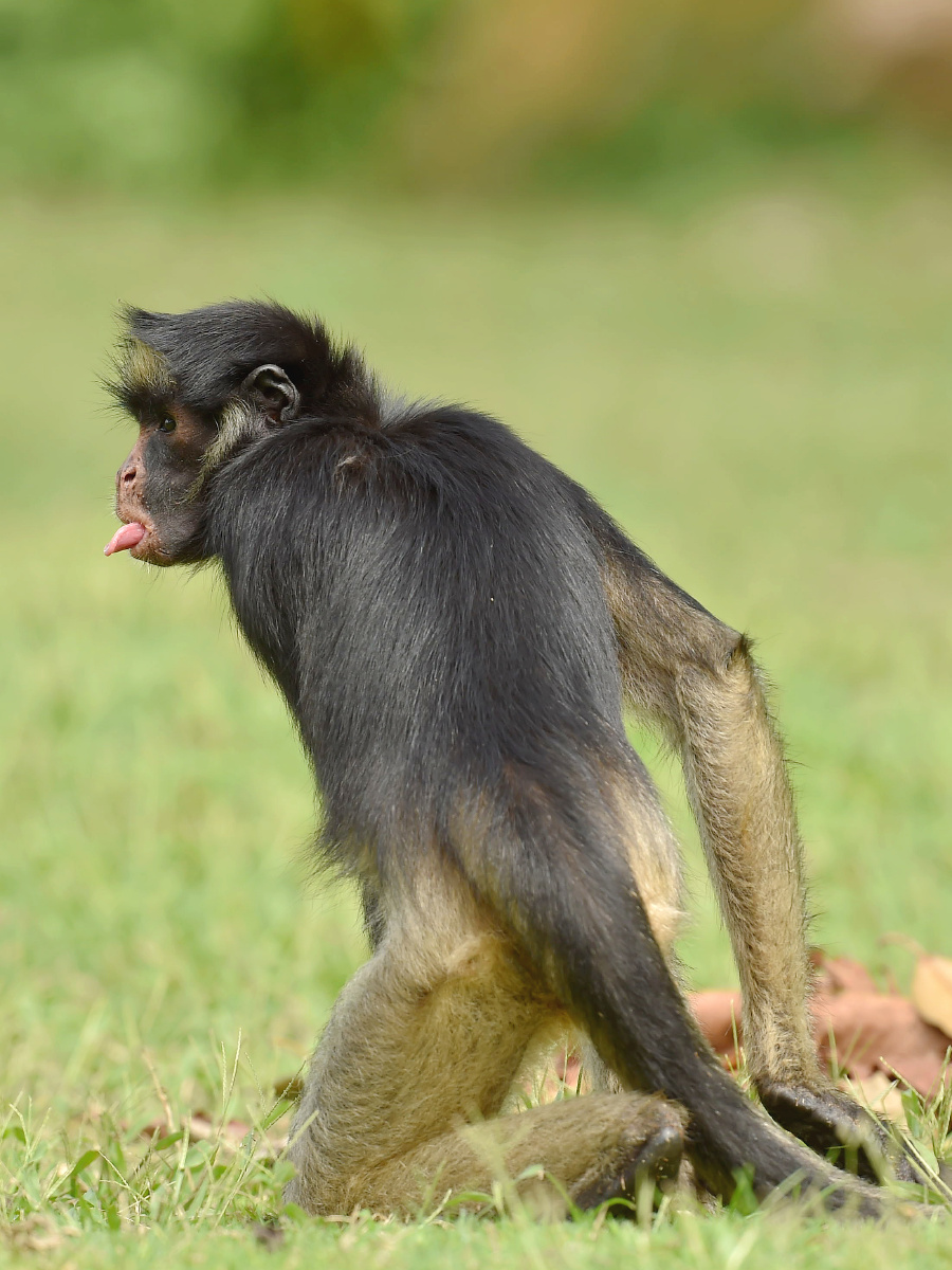 一只猴子向远处的游人吐出舌头,这是欢迎吗?