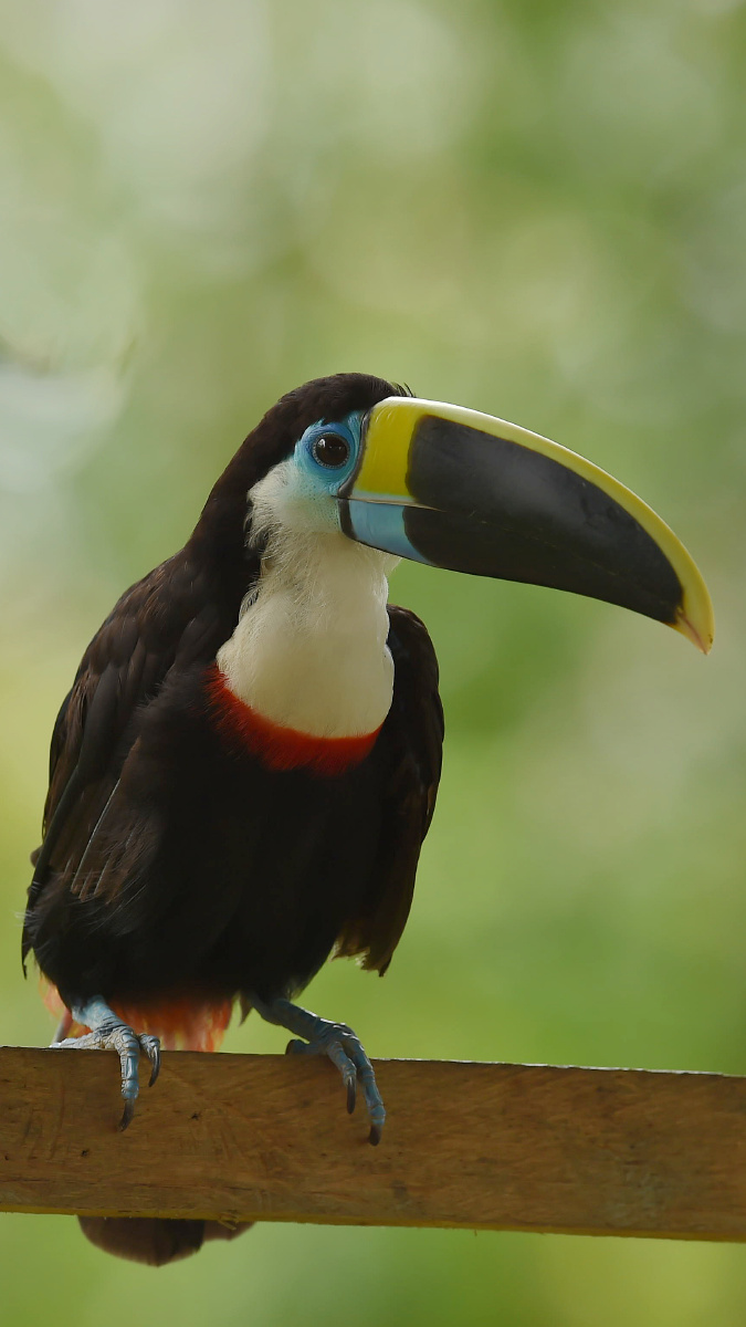 这只被人类救助的巨嘴鸟,羽毛的色泽明显没有野外的滋润,有