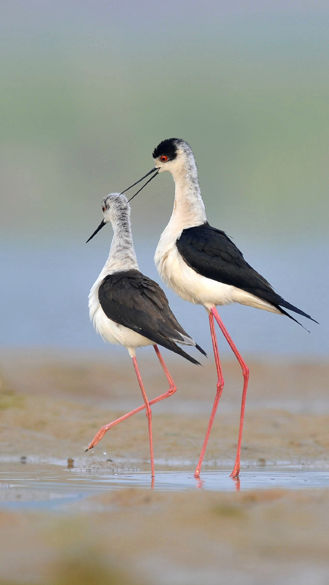 黑翅长脚鹬完成交配后,雄鸟轻轻的爱抚着雌鸟.