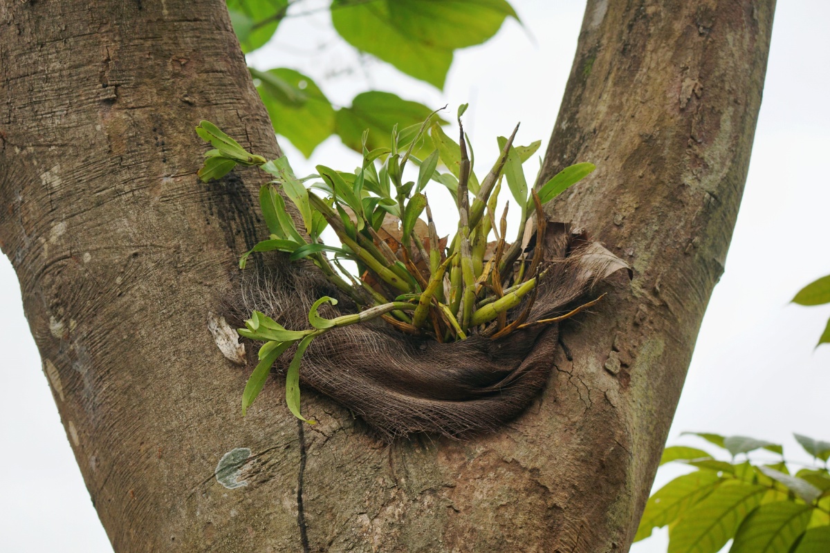 老树新芽