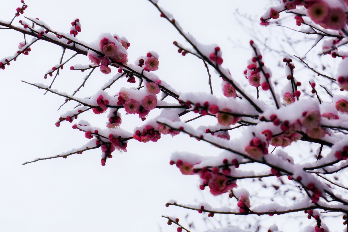 梅雪迎春
