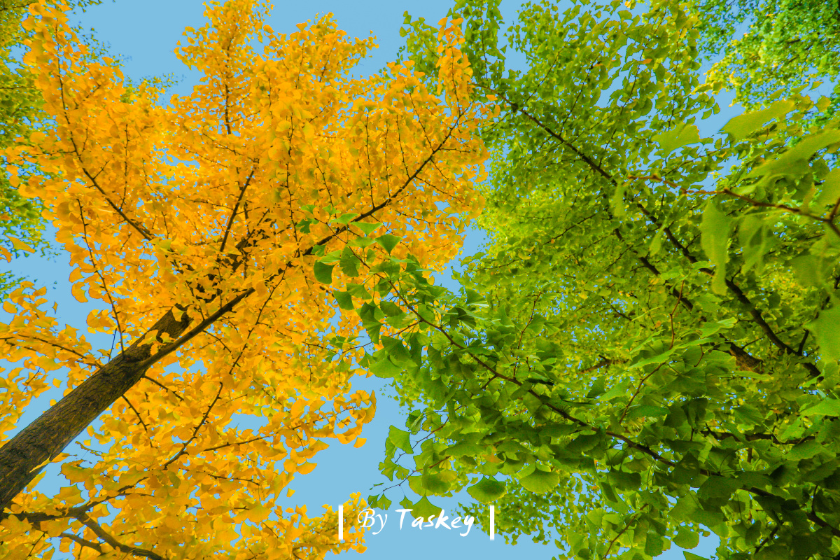 一时黄绿 - 随手拍吧 - 图虫