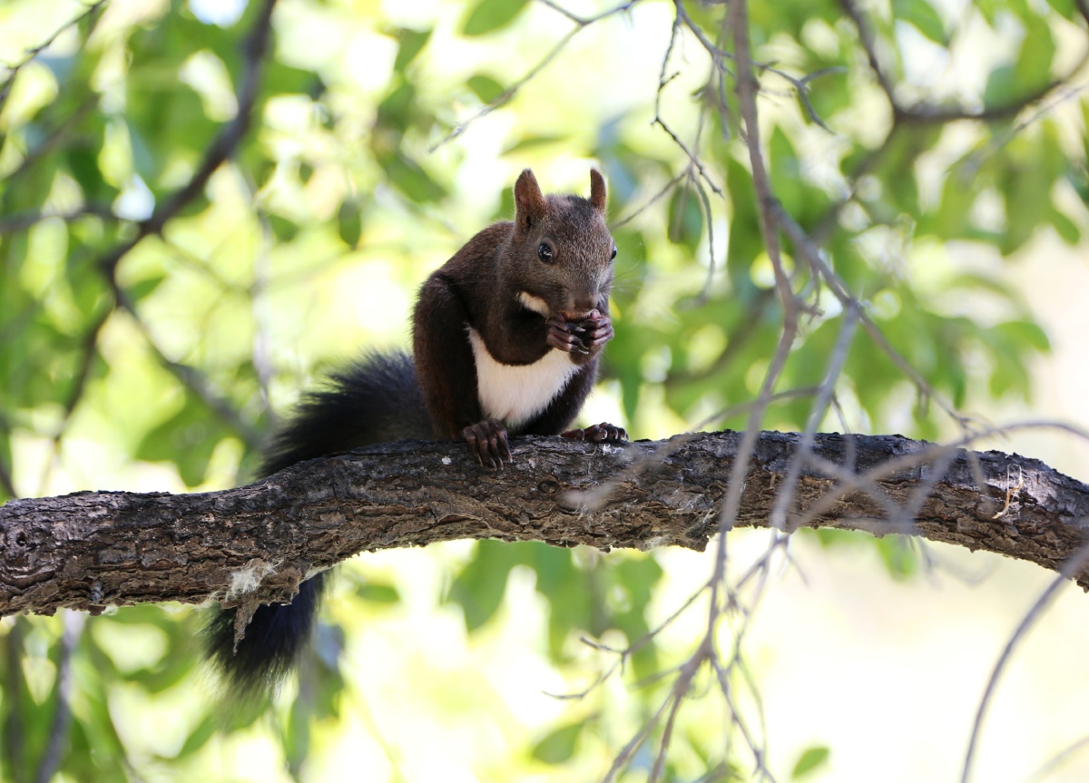 哈尔滨的太阳岛上有一种野生的大松鼠,粗壮的黑尾巴,主体皮毛黑褐色