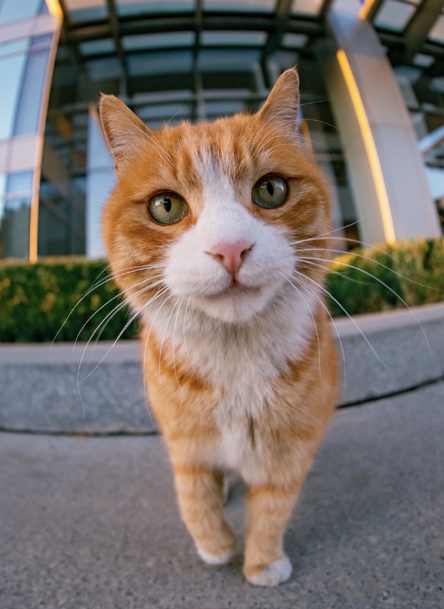 鱼眼镜头下的猫咪有多可爱