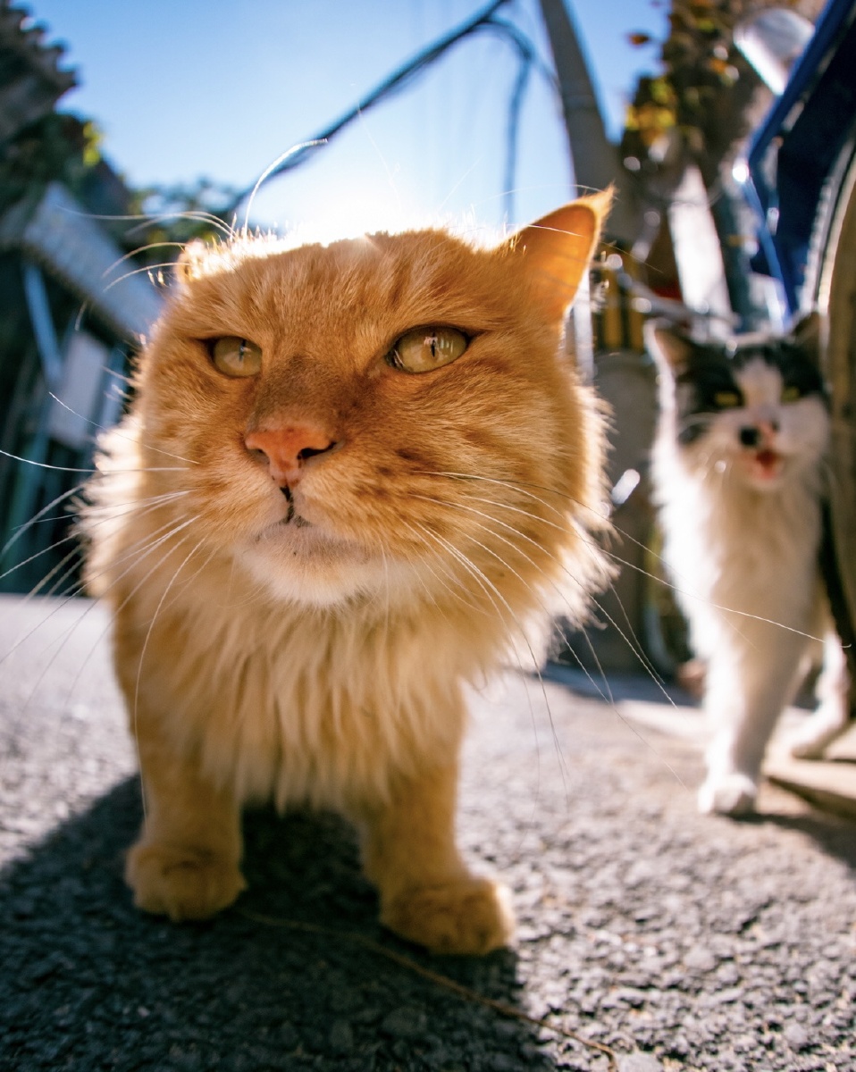 鱼眼镜头下的猫咪有多可爱
