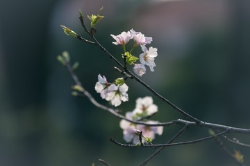 830368