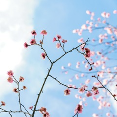 0D49C0EE-7F0F-42A5-9142-90AFDB122B74/L0/001