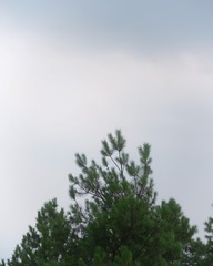 591072