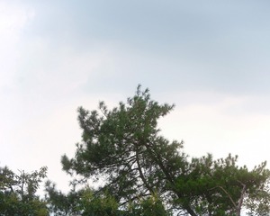 591631