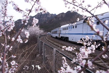 桃花火车4