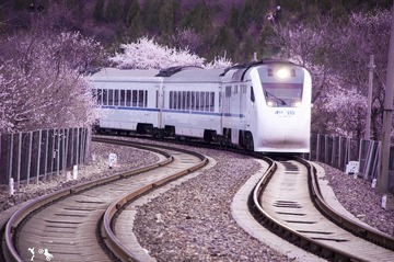桃花火车3