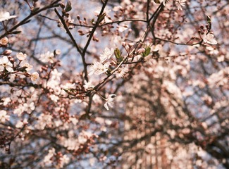DSCF8046
