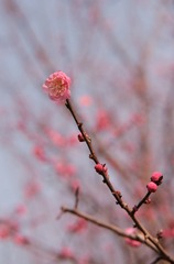 DSCF7793