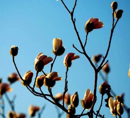 玉兰花开 (1)