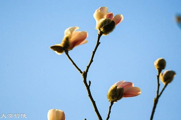 玉兰花开 (2)