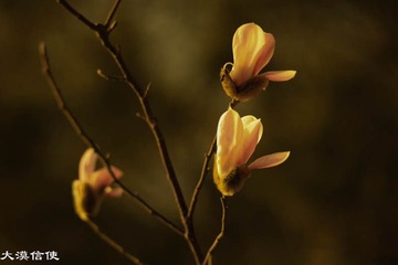玉兰花开 (4)