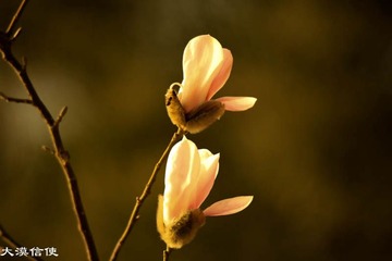 玉兰花开 (5)