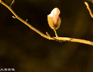 玉兰花开 (7)